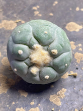 Load image into Gallery viewer, Lophophora peyote
