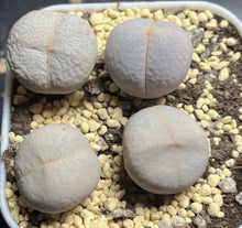 Load image into Gallery viewer, Lithops Dintheranthus pole-evansii (each)

