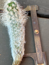 Load image into Gallery viewer, Echinocereus viridiflorus subsp. davisii）
