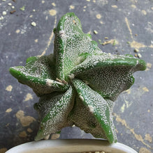 Load image into Gallery viewer, Astrophytum myriostigma cv. Onzuka f. tricostatum Fukuryiu
