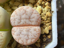 Load image into Gallery viewer, Lithops C309a ‘cafe Lait’
