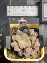 Load image into Gallery viewer, Haworthia variegated
