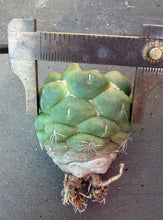 Load image into Gallery viewer, CORYPHANTHA ELEPHANTIDENS CV. INERMIS

