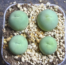 Load image into Gallery viewer, conophytum calculus(each)
