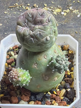 Load image into Gallery viewer, Tephrocactus geometricus
