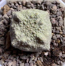 Load image into Gallery viewer, Pseudolithos cubiformis

