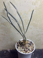 Load image into Gallery viewer, Astrophytum caput-medusae
