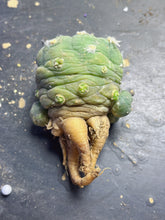 Load image into Gallery viewer, Lophophora peyote
