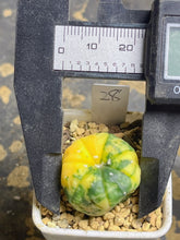 Load image into Gallery viewer, Astrophytum asterias Variegated
