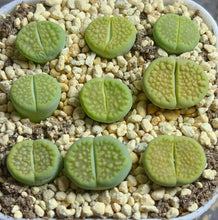Load image into Gallery viewer, Lithops hallii ‘green soapstone ‘c111A(each)
