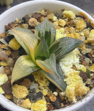 Load image into Gallery viewer, Haworthia variegated
