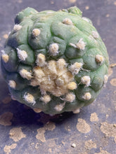 Load image into Gallery viewer, Lophophora peyote

