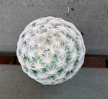 Load image into Gallery viewer, Mammillaria egregia
