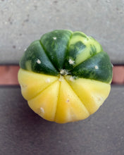 Load image into Gallery viewer, Astrophytum asterias Variegated
