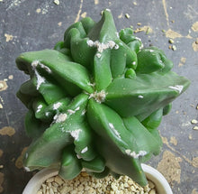 Load image into Gallery viewer, Astrophytum myriostigma cv. Onzuka f. tricostatum Fukuryiu
