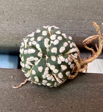 Load image into Gallery viewer, Astrophytum asterias
