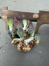 Load image into Gallery viewer, Adromischus marianiae
