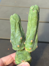 Load image into Gallery viewer, Echinopsis lageniformis f. monstruosa
