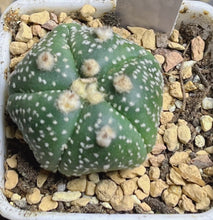 Load image into Gallery viewer, Astrophytum asterias
