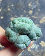 Load image into Gallery viewer, Lophophora peyote crested
