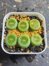 Load image into Gallery viewer, C48a Lithops Aucampiae
