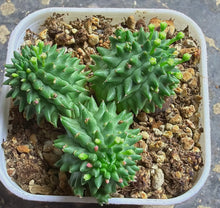 Load image into Gallery viewer, Euphorbia susannae
