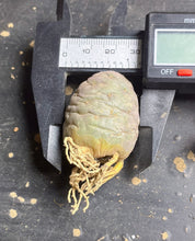 Load image into Gallery viewer, Tephrocactus geometricus
