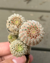 Load image into Gallery viewer, Ferocactus emoryi
