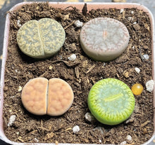 Load image into Gallery viewer, Lithops colorful (a pot)
