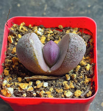 Load image into Gallery viewer, Pleiospilos nelii
