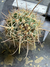 Load image into Gallery viewer, Echinocereus ferreirianus subsp. lindsayi
