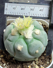 Load image into Gallery viewer, Lophophora Williamsii
