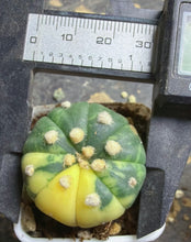 Load image into Gallery viewer, Astrophytum asterias Variegated
