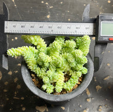 Load image into Gallery viewer, sedum dasyphyllum minor Variegated
