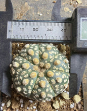 Load image into Gallery viewer, Astrophytum asterias super kabuto
