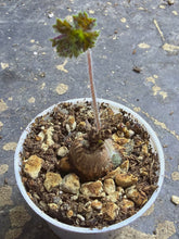 Load image into Gallery viewer, Pelargonium Barklyi
