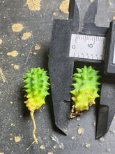 Load image into Gallery viewer, Euphorbia susannae (each)
