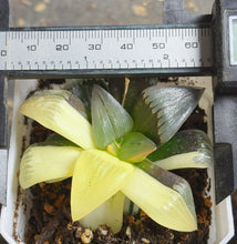 Load image into Gallery viewer, Haworthia mutica var. nigra variegated
