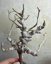 Load image into Gallery viewer, Senna meridionalis

