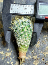 Load image into Gallery viewer, Mammillaria nana subsp. duwei
