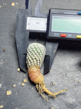 Load image into Gallery viewer, Mammillaria herrerae
