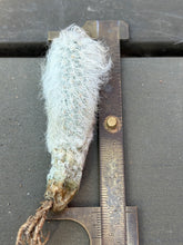 Load image into Gallery viewer, Echinocereus canus
