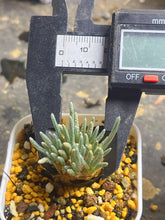 Load image into Gallery viewer, Anacampseros quinaria
