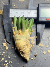 Load image into Gallery viewer, Ariocarpus kotschoubeyanus
