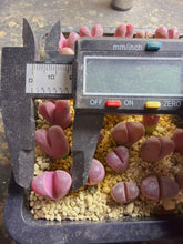 Load image into Gallery viewer, Lithops Optica Rubra
