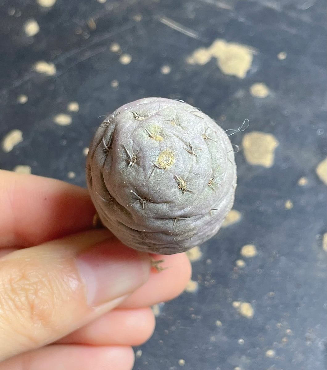 Tephrocactus geometricus
