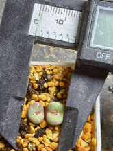 Load image into Gallery viewer, Conophytum pageae
