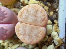 Load image into Gallery viewer, Lithops C309a ‘cafe Lait’
