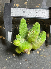Load image into Gallery viewer, Pseudolithos mccoyi
