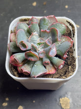 Load image into Gallery viewer, Echeveria trumpet pinky
